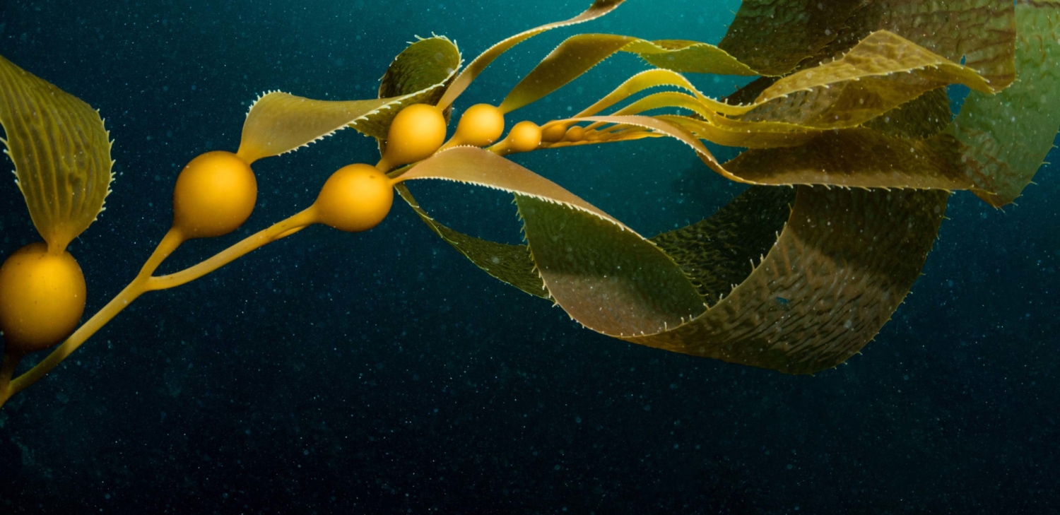 00_MBA_Header_mobile_kelp_sm