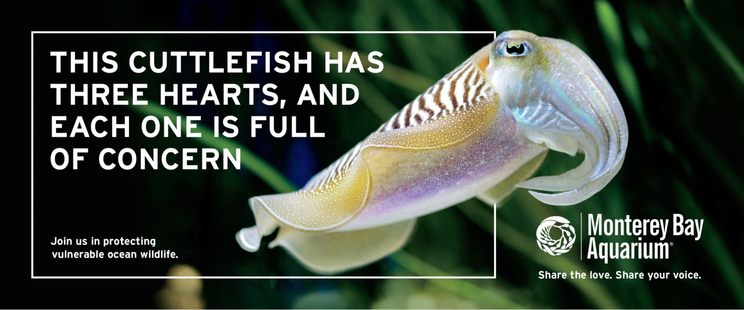 19-MBA-025_Bulkhead_Cuttlefish_R2