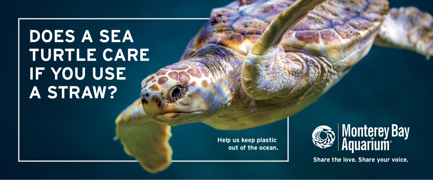 19-MBA-025_Bulkhead_Turtle_R2