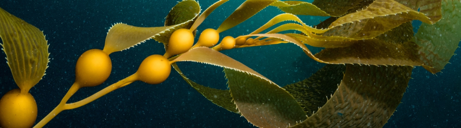 MBA_Header_kelp