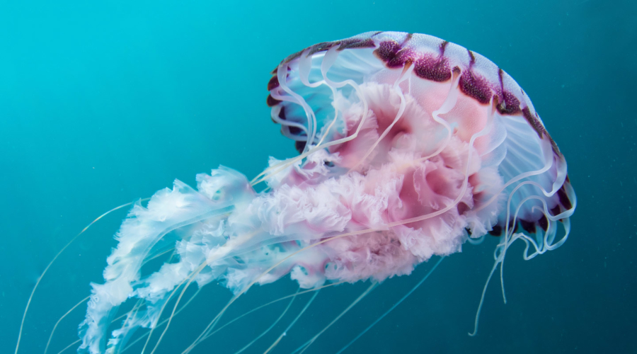 Monterey Bay Aquarium