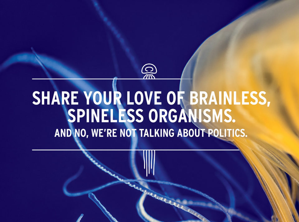 08b_MBA_OOH_spineless