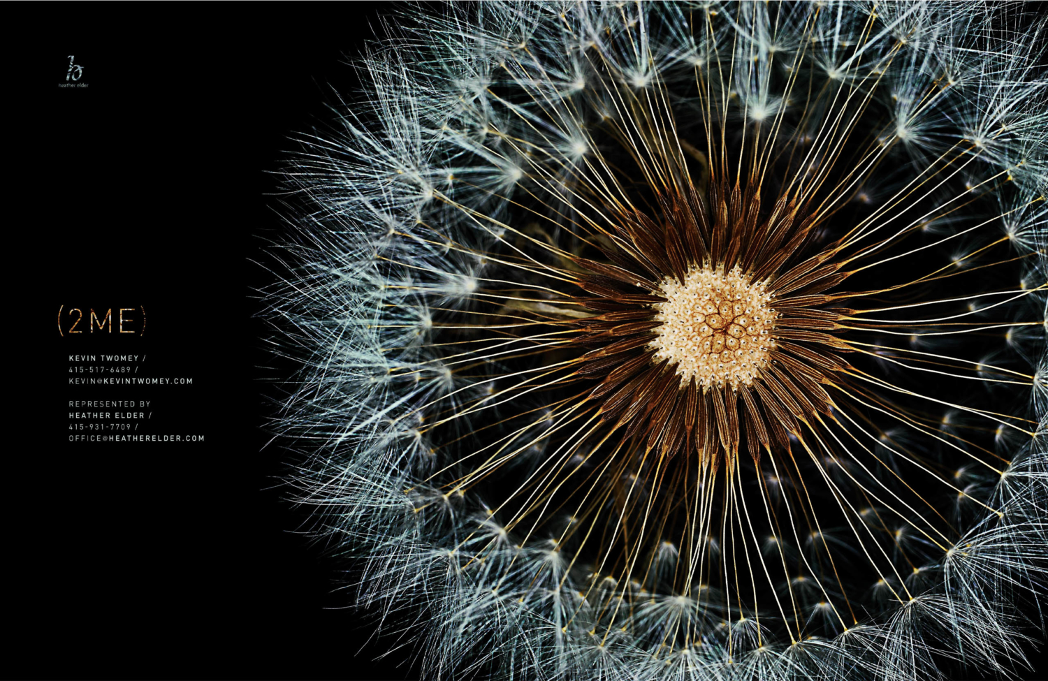 11_2ME_Print_Dandelion